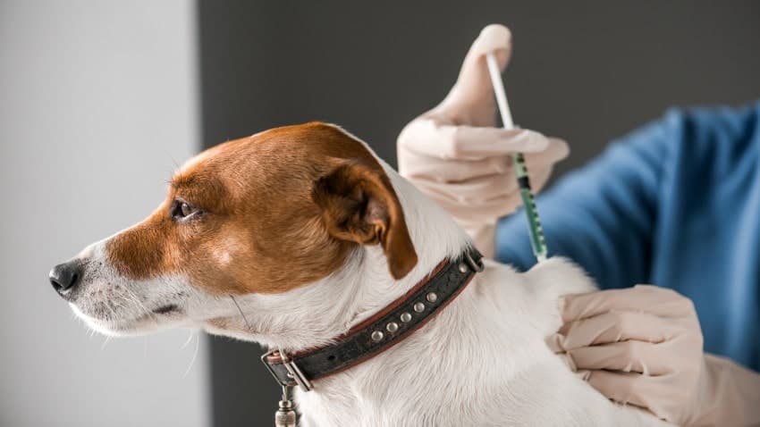 Cat and Dog Vaccination