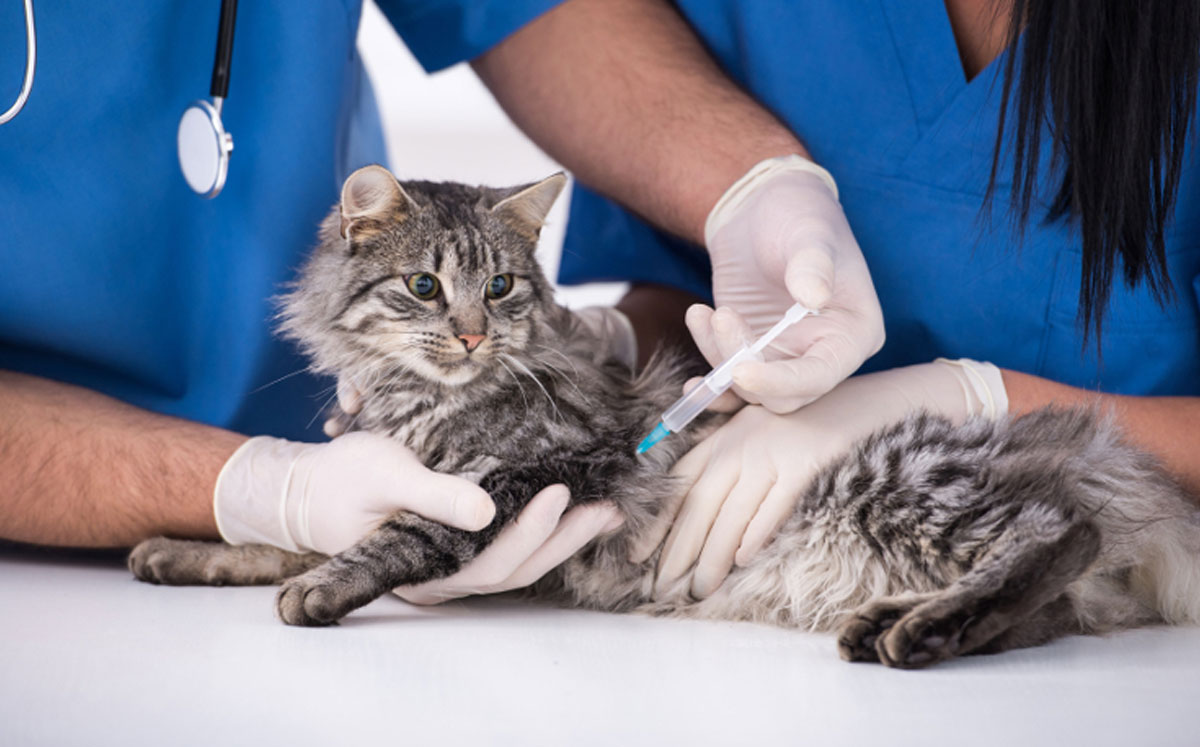 Vaccination and Preventive Programs